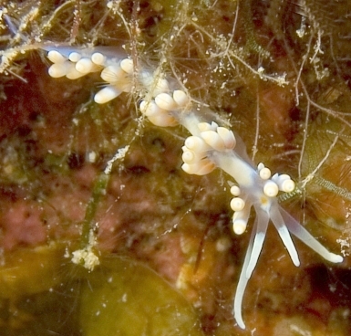 Photo: O. Lederman Aug 2006; see record in Sea Slug Forum
